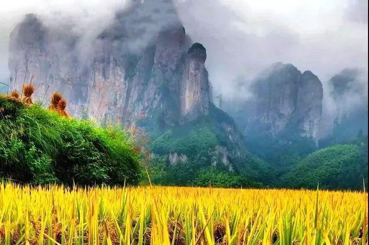 丝瓜和什么炒比较好吃游戏画面